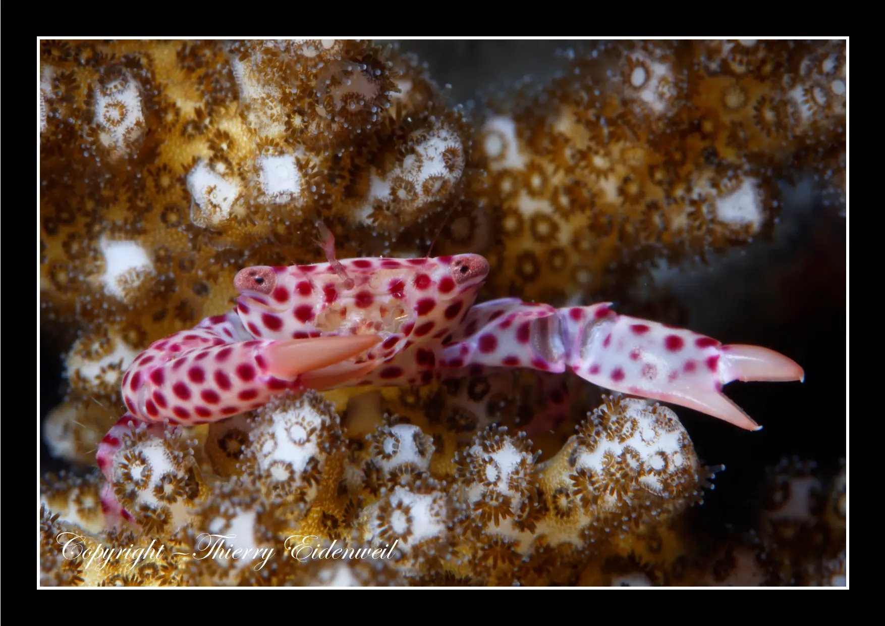 Anilao Macro Dive Media Highlight